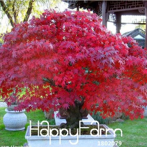 Red Maple Bonsai Seeds - Stunning American Maple Tree Seeds for Planting