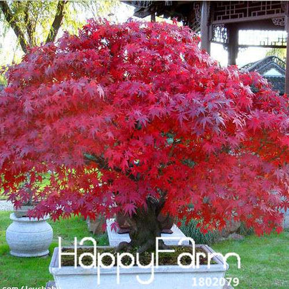 Red Maple Bonsai Seeds - Stunning American Maple Tree Seeds for Planting
