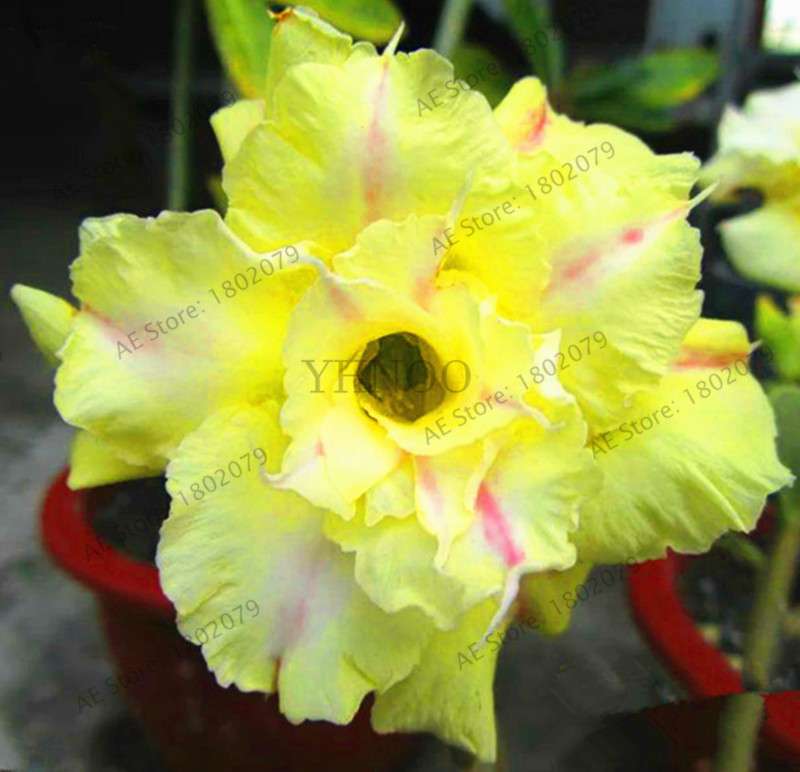 Exotic Mixed Colors Desert Rose Seeds - Fire Red Heart Bonsai, for Home Garden