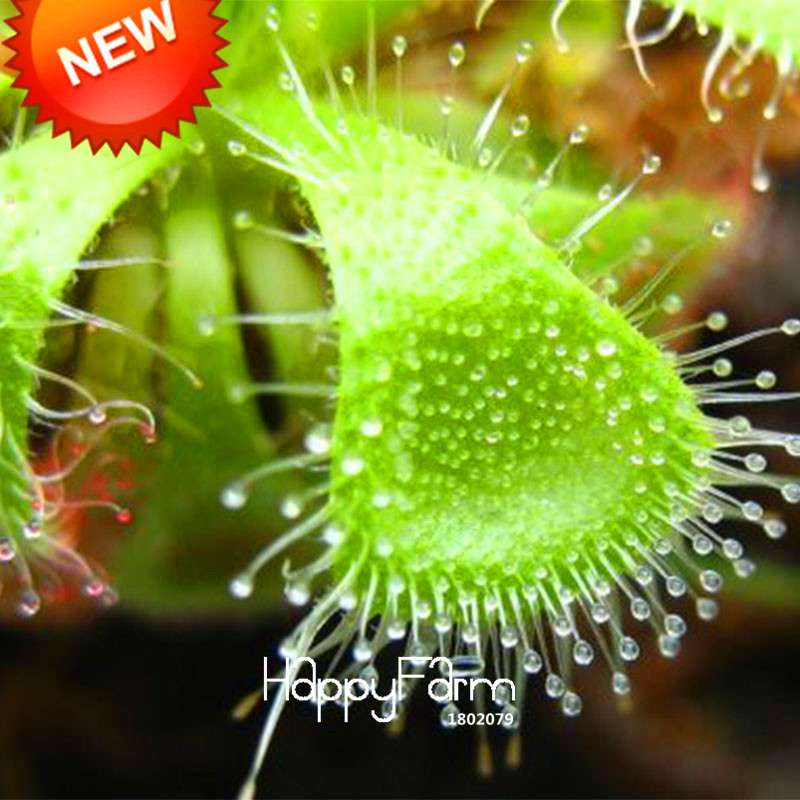Sundew Plant Seeds - Small Carnivorous Bonsai, Fresh DIY Home Garden Kit, Novelty Plants for Indoor Gardening