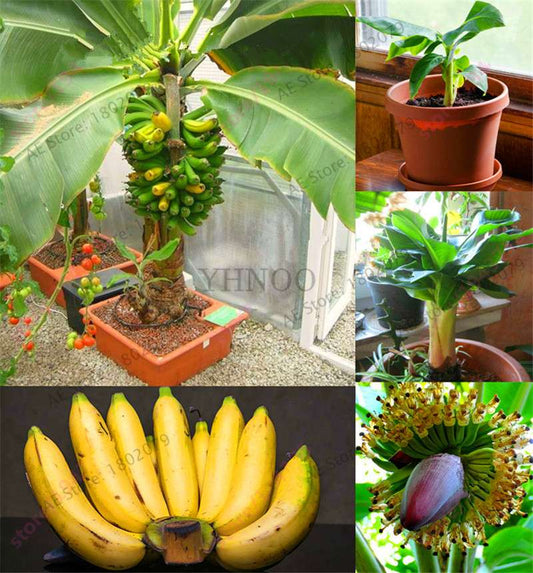 Banana Seeds - Dwarf Fruit Trees, Milk Taste, Perennial Outdoor Garden Plants - Sweet & Easy to Grow