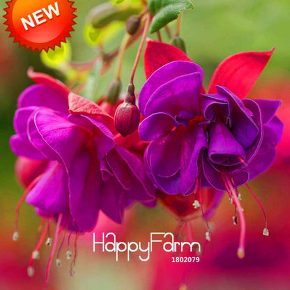 Purple Double Petals Fuchsia Seeds - Vibrant Hanging Flowers for Pots, Easy to Grow