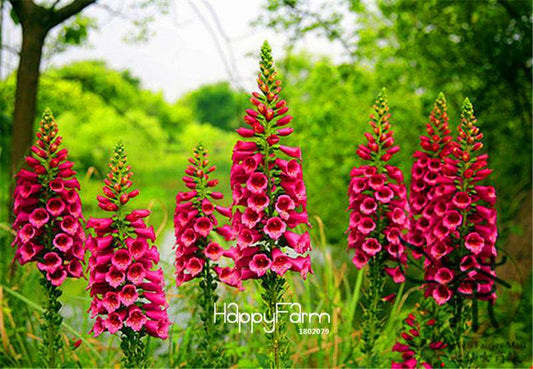 Organic Foxglove Seeds - Heirloom Mixed, Exotic & Easy to Grow - Digitalis Flower Seeds
