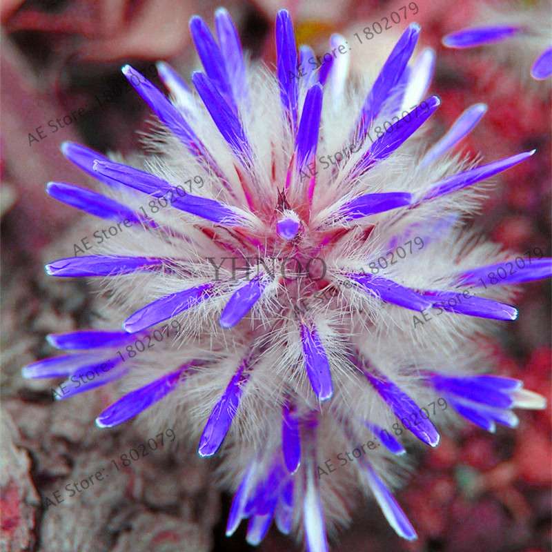 Buy Rare Ptilotus Exaltatus (Joey) Seeds - Australian Foxtail Flower for Your Garden