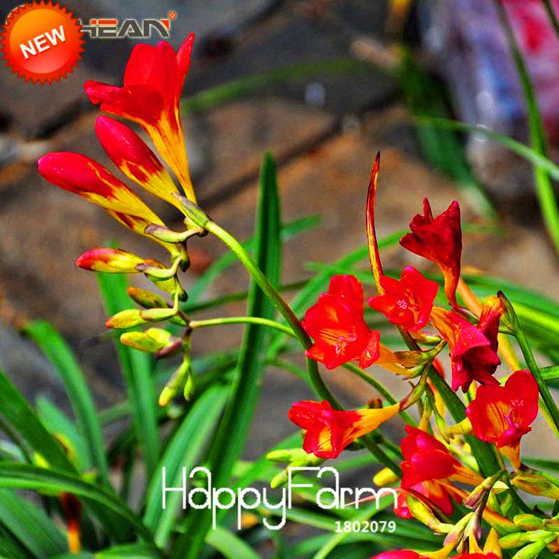 Buy Red Freesia Seeds - Perennial Flower Seeds for Garden & Pots | Free Shipping
