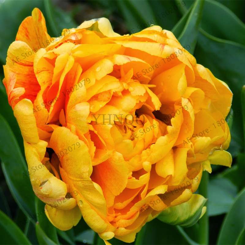 Rare Double Tulip Bulbs (Not Seeds) - 24 Colors, Fresh Flower Bulbs for Planting - Fast Shipping