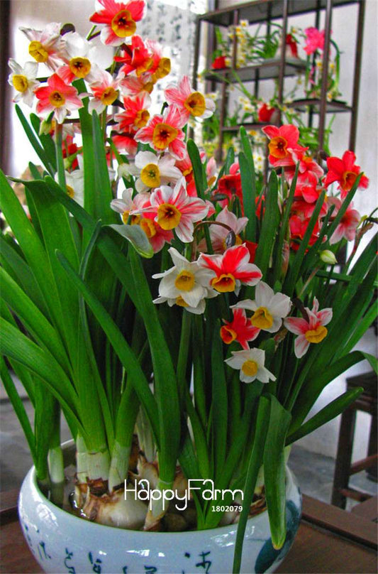Rare Rainbow Daffodil Seeds - Vibrant Potted Flowering Plants, Easy to Grow, Perfect for Home Gardens