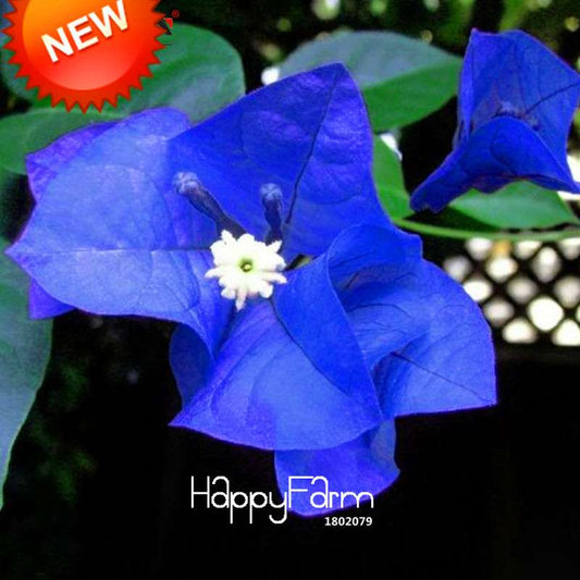 Blue Bougainvillea Spectabilis Seeds - Rare Perennial Bonsai Flower Plants for Home Garden