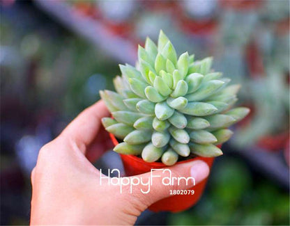 Succulent & Cactus Seeds Mix - Lithops, Bonsai Plants for Home Garden, Pots & Balcony - Easy Grow!