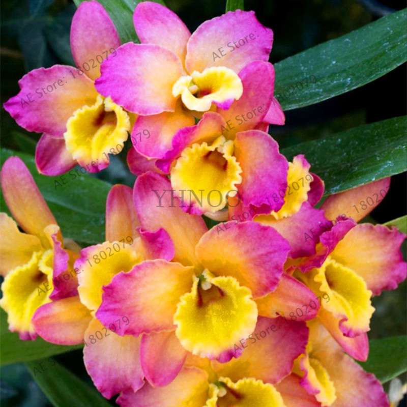 Rare Dendrobium Orchid Seeds - Perennial Indoor & Outdoor Balcony Office Plants
