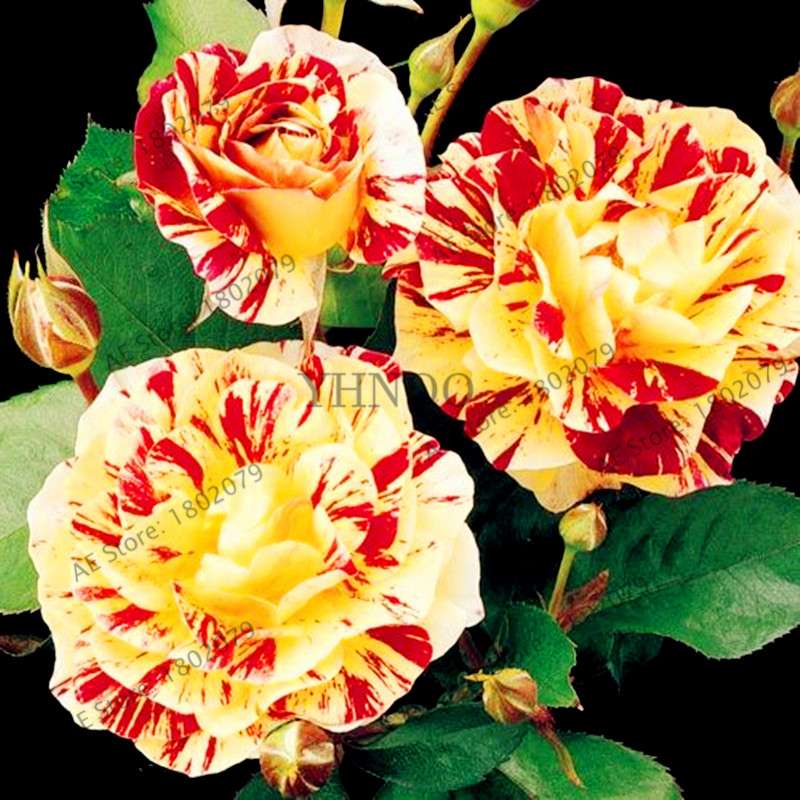 Rare Candy Stripe Rose Seeds - Red & Yellow Bonsai Flower Seeds for Home Garden | Mixed Color