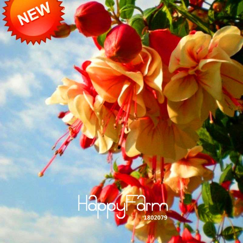 Multicolor Fuchsia Flower Seeds - Double Petals, Pink Hanging Plants for Pots