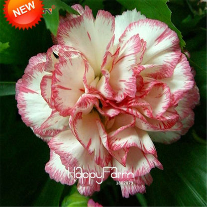 Black Carnation Flower Seeds - Rare Dianthus Bonsai Plants for Home Garden, Unique & Exotic Blooms