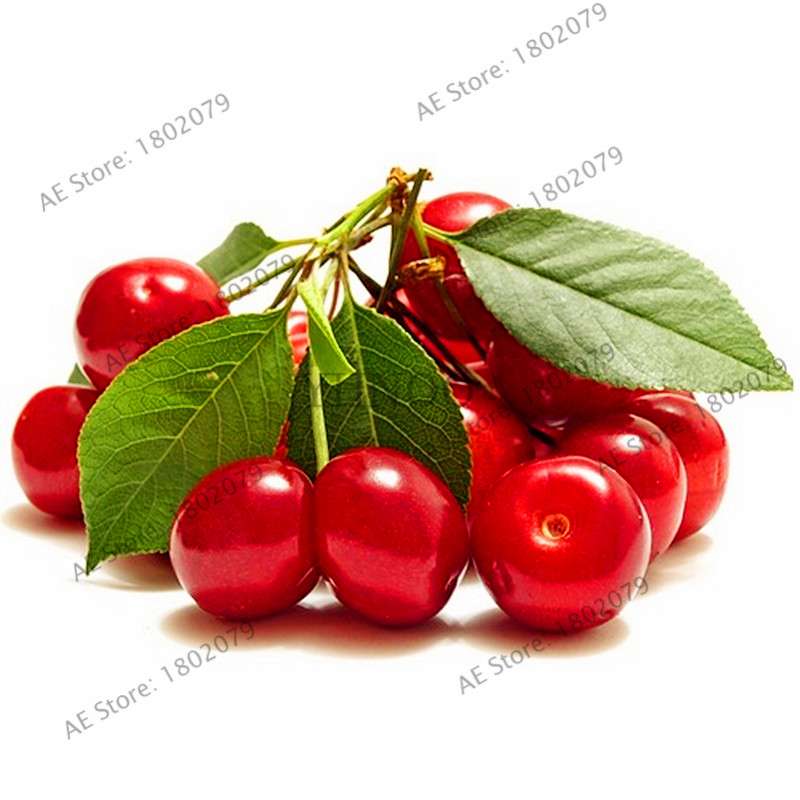 Japanese Cherry Seeds for Planting - Sweet Fruit Bonsai Tree Kit for Home Garden DIY