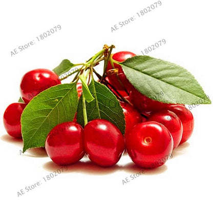 Japanese Cherry Seeds for Planting - Sweet Fruit Bonsai Tree Kit for Home Garden DIY