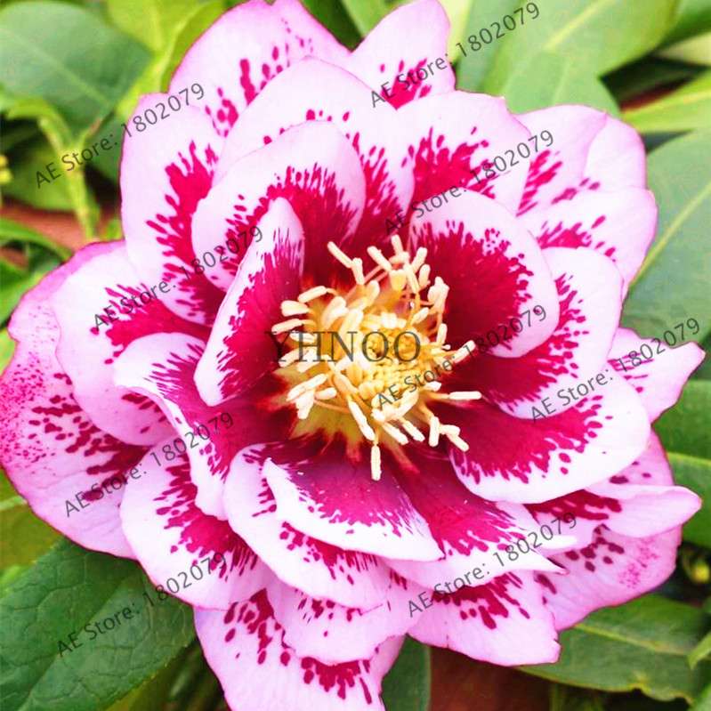 Christmas Rose Seeds (Helleborus Niger) - for Home, Courtyard & Bonsai Planting | Novelty Plant Gift