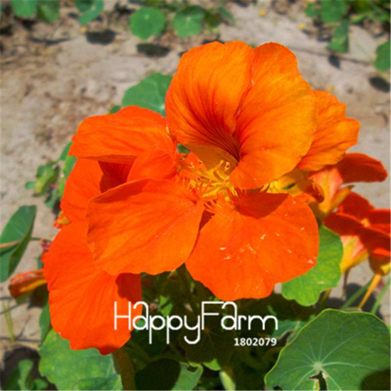 Rare Hanging Nasturtium Seeds - Vibrant Climbing Flowers for Garden & Containers