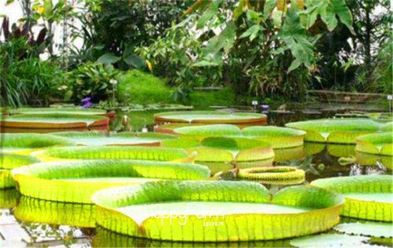 Victoria Amazonica Giant Water Lily Seeds - 5 Rare Aquatic Plant Seeds for Ponds & Gardens