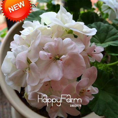 White Geranium Seeds - Perennial Pelargonium Flowers for Indoor & Outdoor Planting