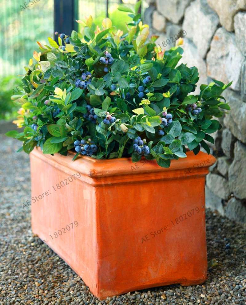 Blueberry Seeds for Planting - Edible Bonsai Fruit, Indoor & Outdoor Garden Plants - Non-GMO, Fast Growth