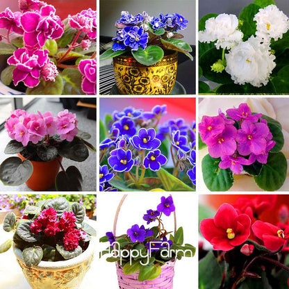 Colorful Violet Seeds for Garden - Perennial Matthiola Incana Flower Seeds