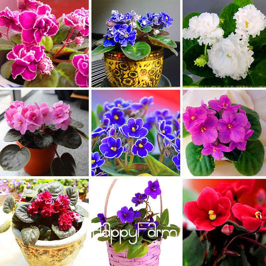 Colorful Violet Seeds for Garden - Perennial Matthiola Incana Flower Seeds