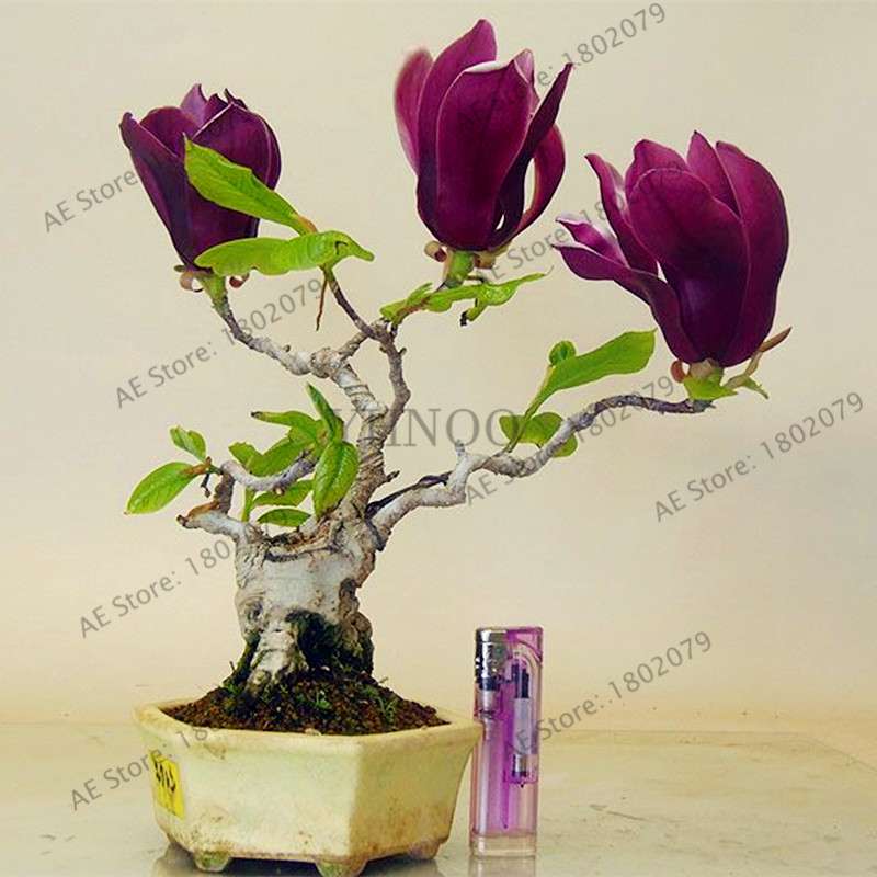 Magnolia Seeds for Planting - Beautiful Bonsai Flower Seeds, Easy to Grow for Home & Garden