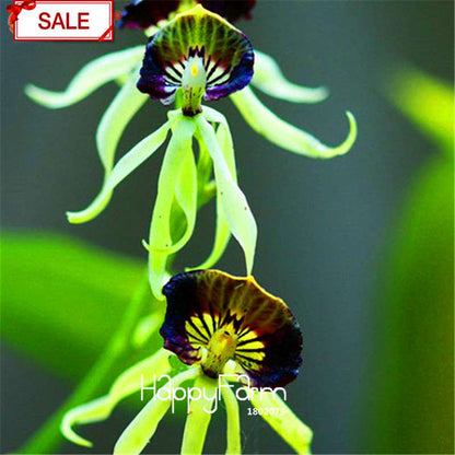 Rare Yellow Octopus Orchid Seeds - for Home Garden Planting | Exotic Flowering Plants