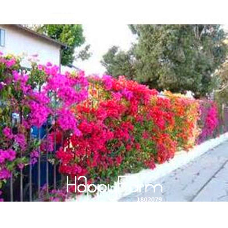 Colorful Bougainvillea Seeds - Spectabilis Willd Bonsai Flower Plants for Home Garden