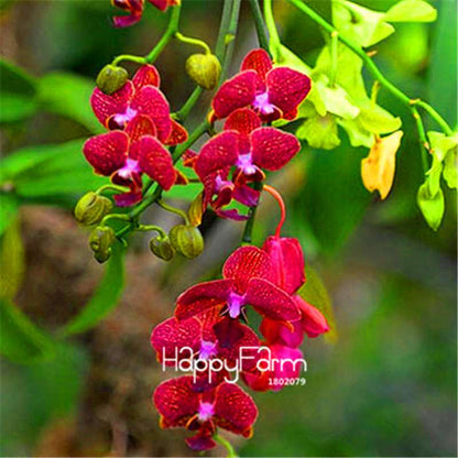 Phalaenopsis Orchid Seeds - Premium Bonsai Flower Seeds for Home & Indoor Garden Planting