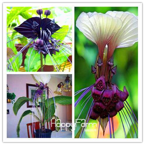 Rare Tacca Integrifolia Seeds - Easy to Grow, Exotic Flower Seeds for Home Garden
