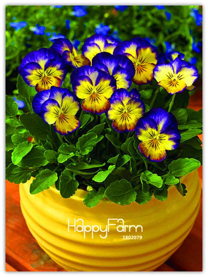Rare Pansy Seeds (Viola cornuta) - Indoor Bonsai Flower Seeds for Home Garden Planting