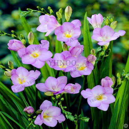 Freesia Seeds - Colorful Fragrant Flowers for Home Garden Planting