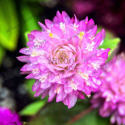 Rare Mini Gomphrena Globosa Seeds - Vibrant Perennial Flowers for Garden & Bonsai
