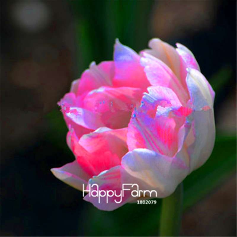 Dutch Tulip Flower Seeds - Potted Bonsai for Home & Garden Planting
