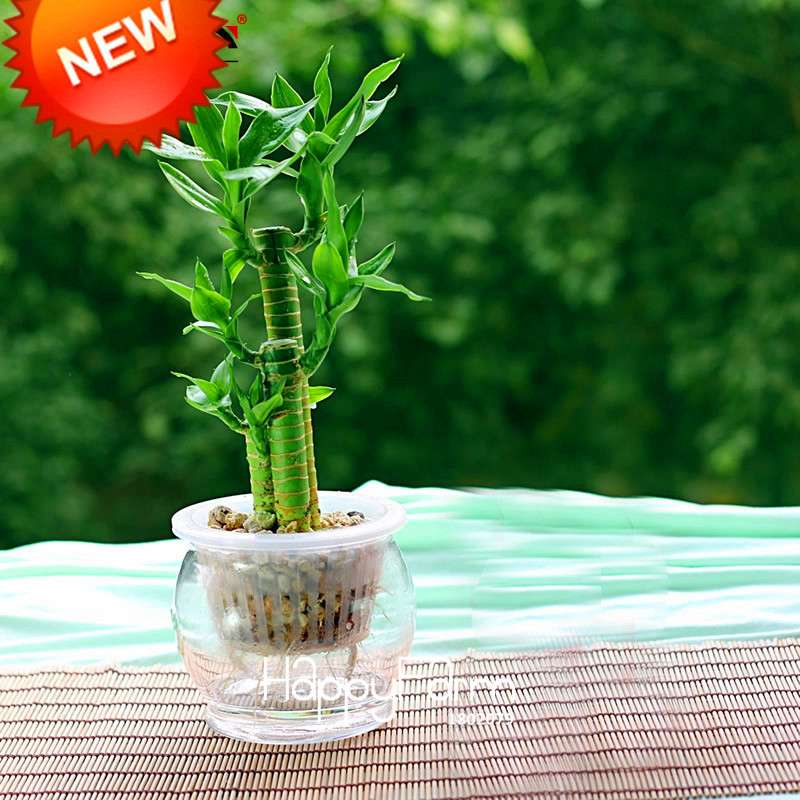 Lucky Bamboo Seeds - 95% Germination, Air-Purifying, Easy-Grow Dracaena for Home & Office
