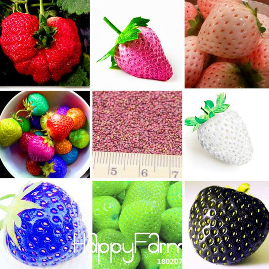 Japanese Hokowase Strawberry Seeds for Planting - Sweet Indoor/Outdoor Fruit Garden (Non-GMO, High Yield)