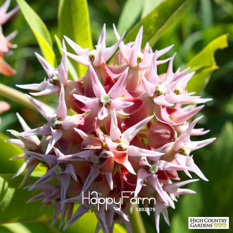 Showy Milkweed Seeds (Asclepias speciosa) - Rare Bonsai Flower Seeds for Home Garden & Landscaping