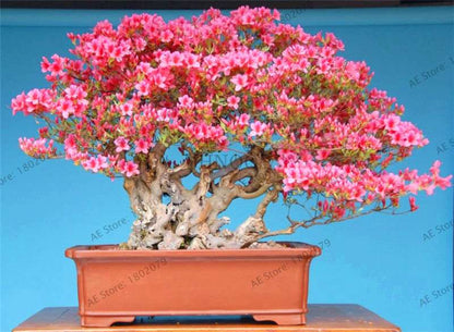 Rare Azalea Bonsai Seeds - DIY Home Garden Plants, Sakura-Like Blooms - Grow Japanese Cherry Flowers