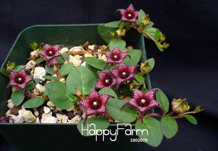 Brachystelma Seeds - Exotic Wild Flower Plants for Garden, Balcony & Roof Planting