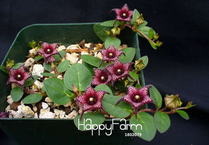 Brachystelma Seeds - Exotic Wild Flower Plants for Garden, Balcony & Roof Planting