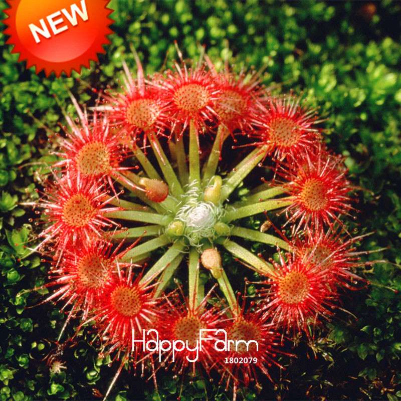 Sundew Seeds - Rare Carnivorous Bonsai Plants, Fresh & Novelty Garden Seeds for Home Gardening