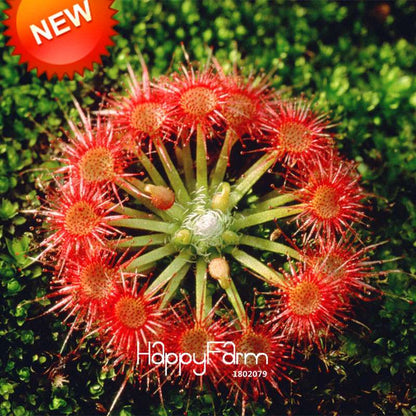 Sundew Seeds - Rare Carnivorous Bonsai Plants, Fresh & Novelty Garden Seeds for Home Gardening