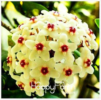 Buy Hoya Carnosa Seeds - for Home Garden, Potted Flower Seeds, Easy to Grow