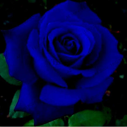 Rare Mixed Color Rose Seeds - Rainbow, Black, Blue - Bonsai Flower Seeds for Home Garden Planting