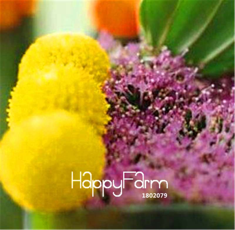 Billy Buttons Seeds - Heirloom Craspedia Globosa, Yellow Perennial Flowers for Garden Planting