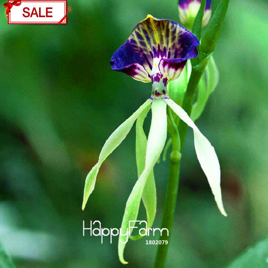 Purple Edge Octopus Orchid Seeds - Exotic Bonsai Flowering Plant, Easy to Grow