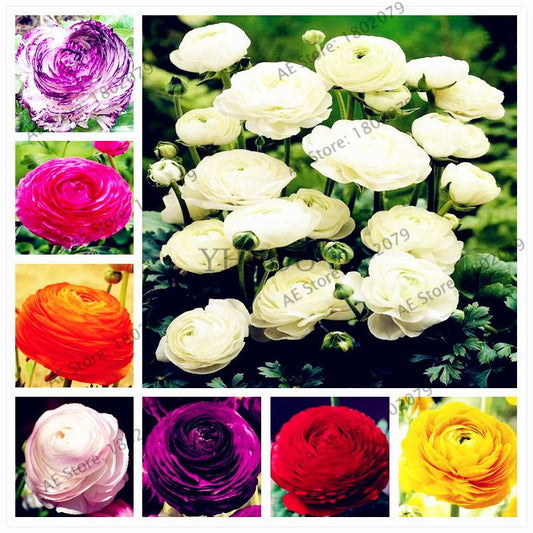 Ranunculus Asiaticus Seeds - Perennial Bonsai Flowers for Home & Garden, Easy to Grow