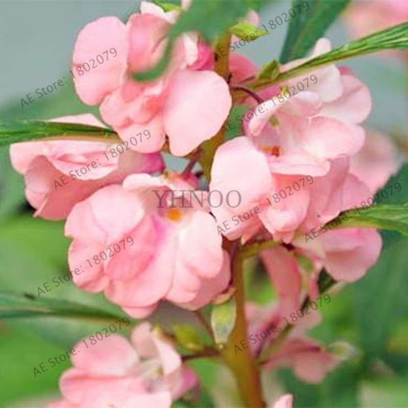 Bonsai Impatiens Seeds - Touch-Me-Not Flower Seeds for Home & Garden Planting - Easy Grow Bonsai Plants