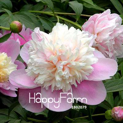 Yellow Peony Seeds for Planting - Potted Bonsai Flower Seeds for Home Garden
